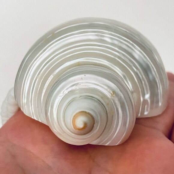 Gorgeous Ivory white off Pearl Natural Seashell Sea  Shell 12” Drop Necklace - Picture 9 of 12